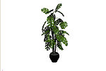 植物模型