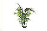 植物模型