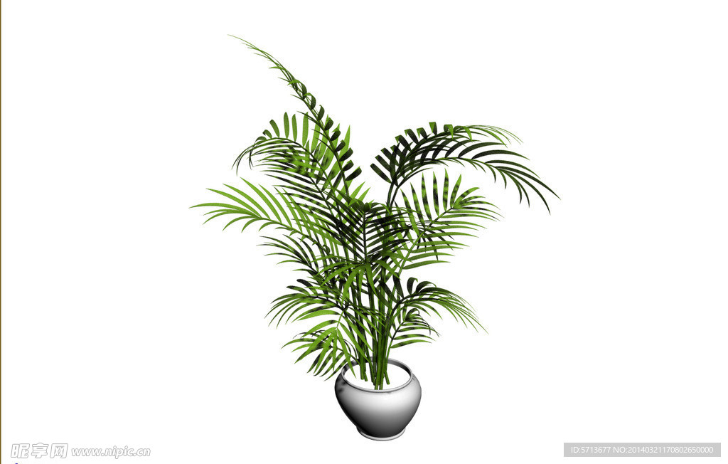 植物模型