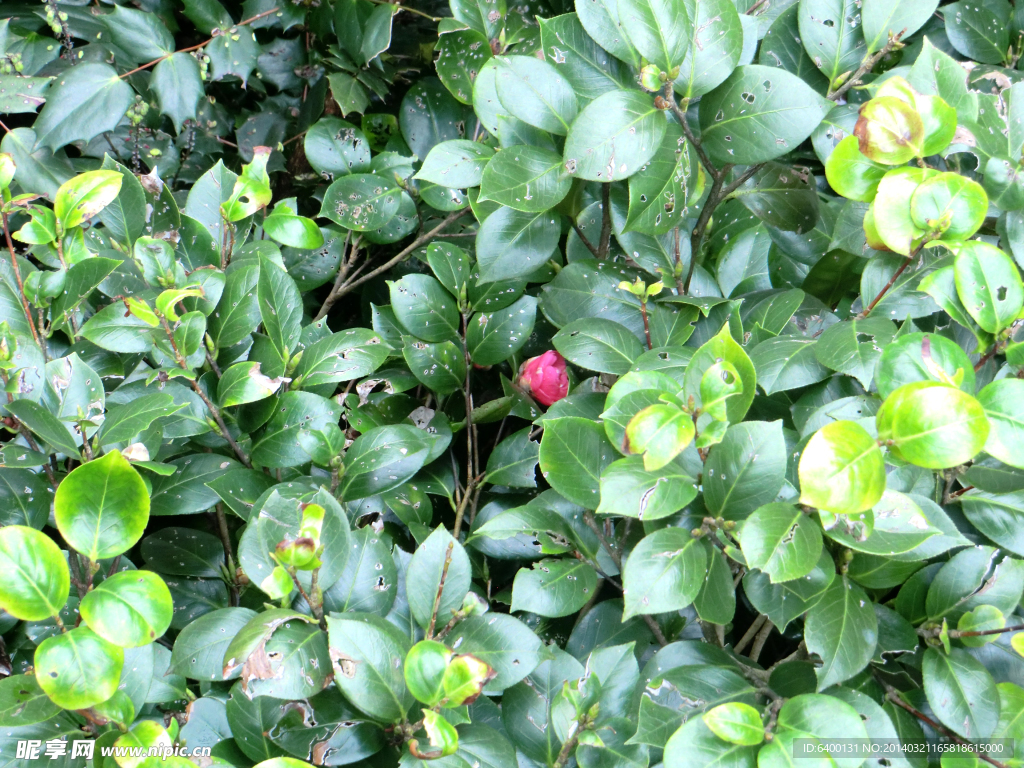 山茶花