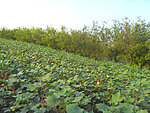 棉花棵