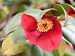 山茶花
