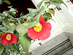 山茶花