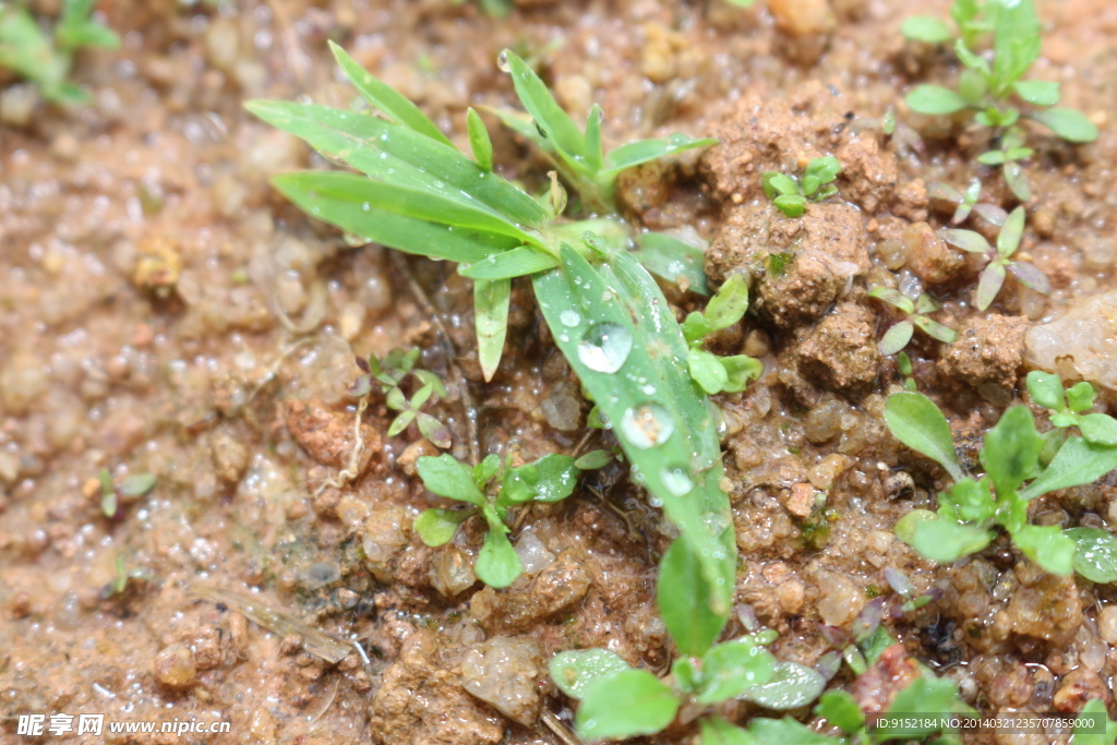 小草
