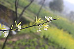 清晨李花