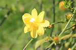 春 碎菊
