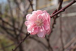 春 梅花