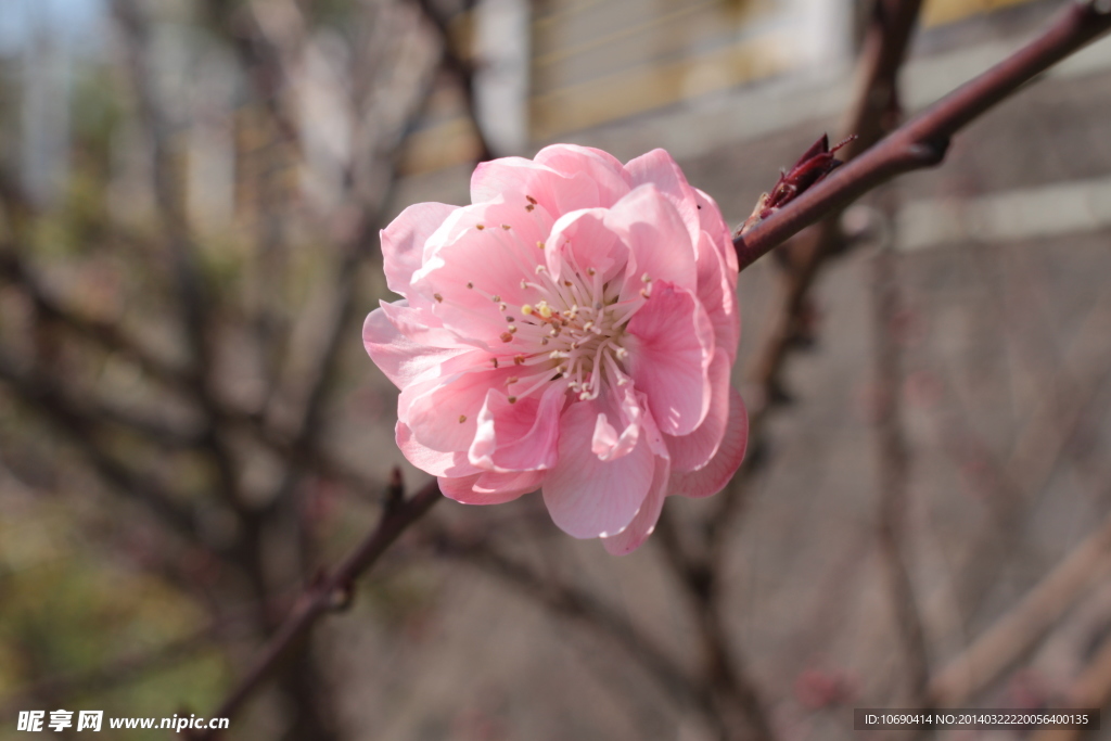 春 梅花