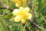 春天黄碎菊