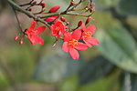 花卉