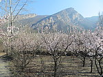 万岁峰春色