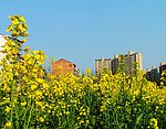 油菜花开