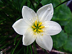 水仙花