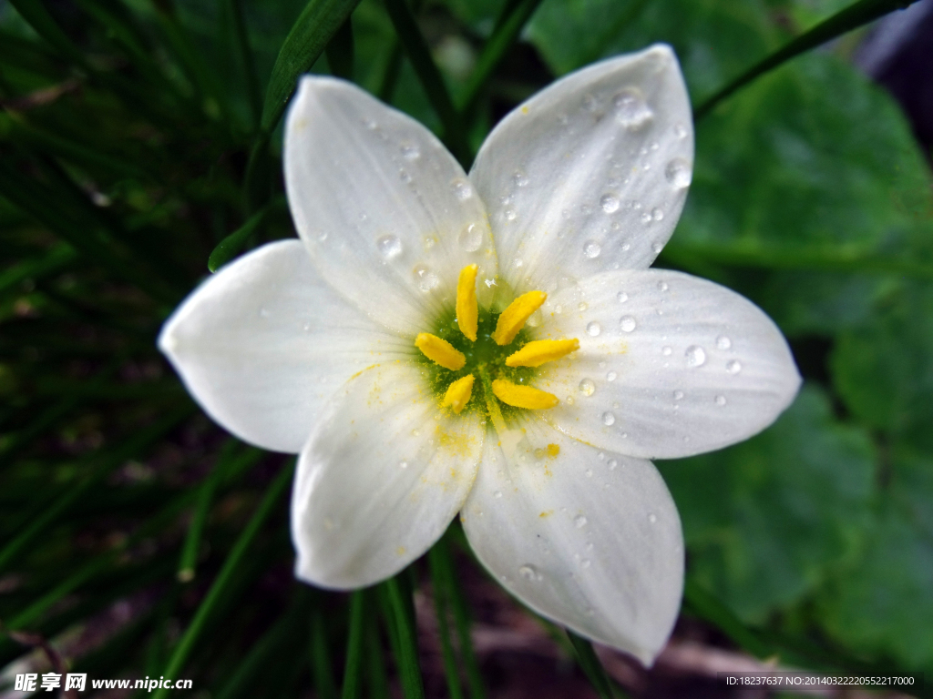 水仙花