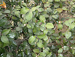 山茶花植物