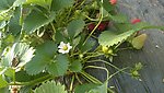 草莓花