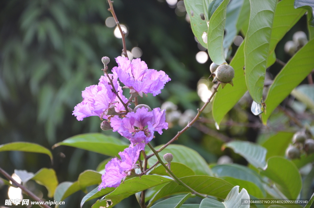 罗汉果花