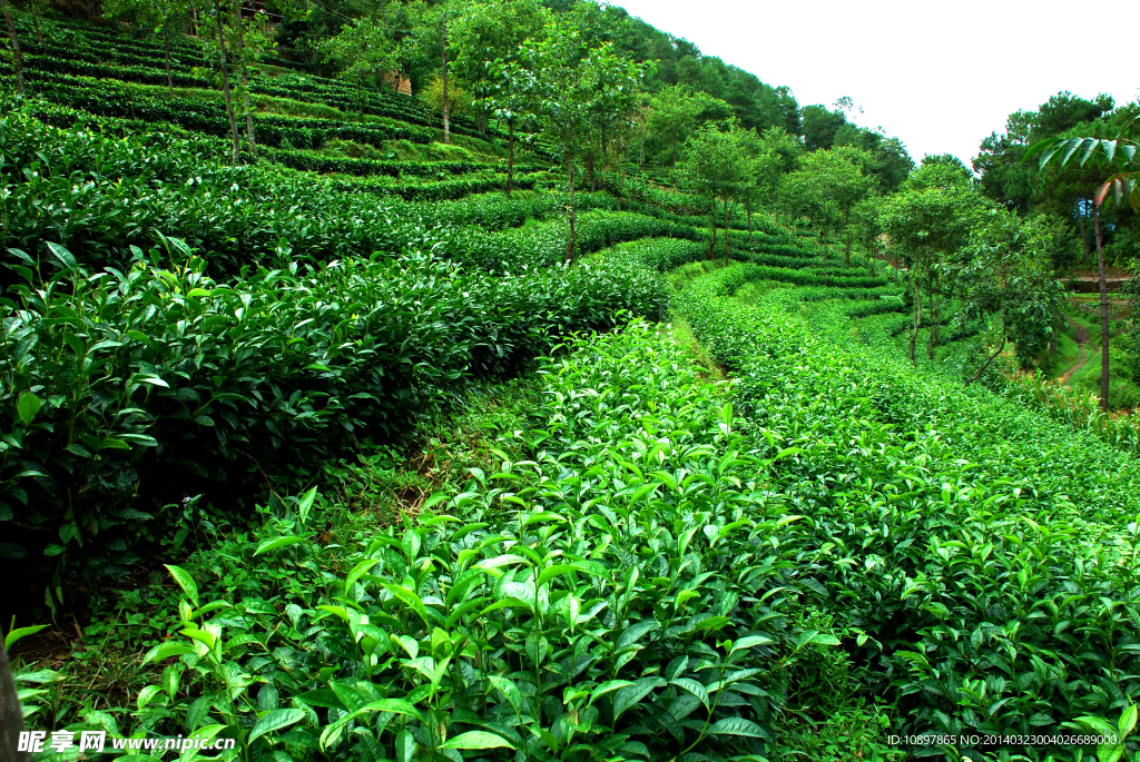 老姆登茶
