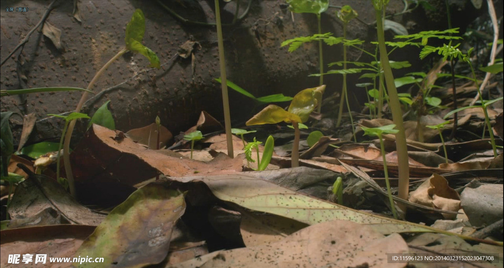 植物生长 森林