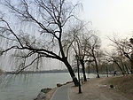 圆明园湖面垂柳