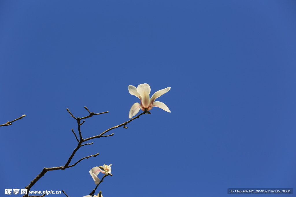 玉兰花