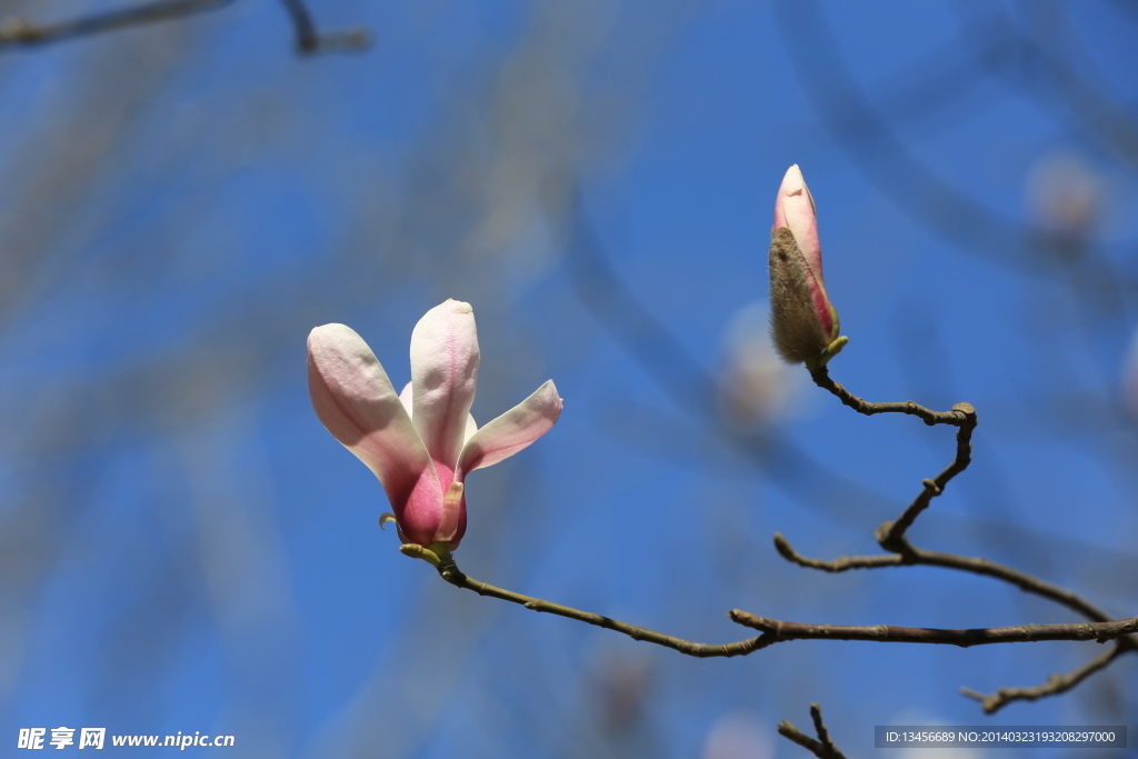 玉兰花