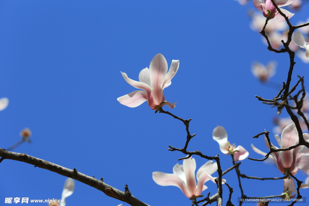 玉兰花
