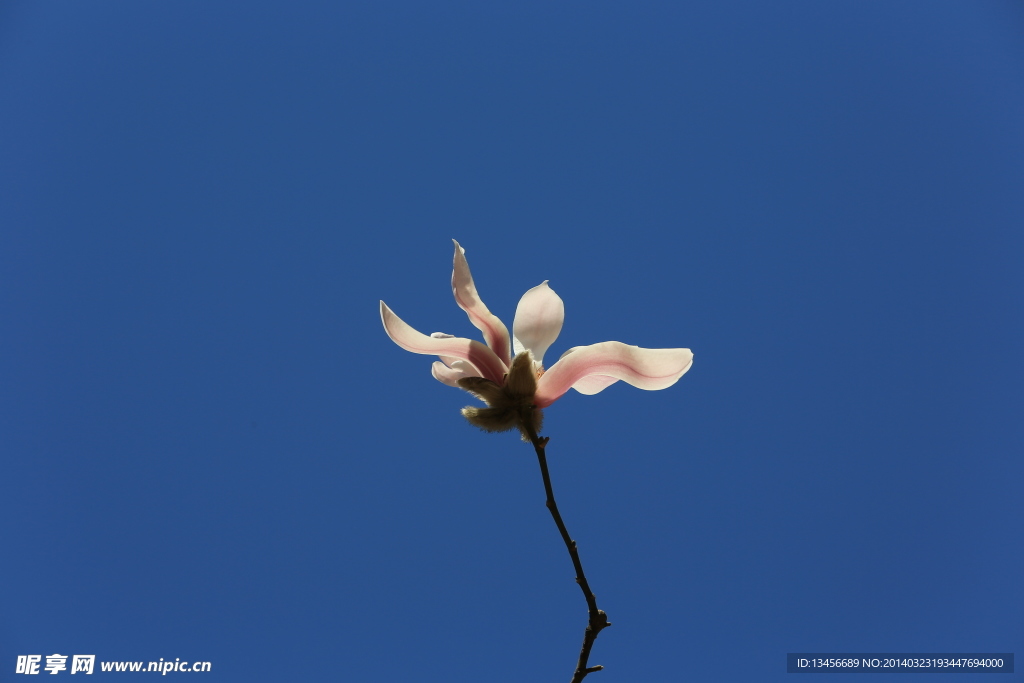 玉兰花