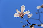 玉兰花