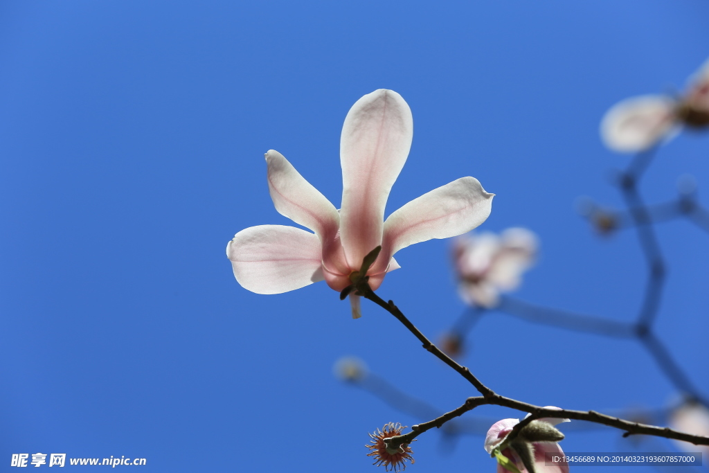 玉兰花