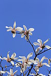 玉兰花