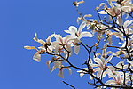 玉兰花
