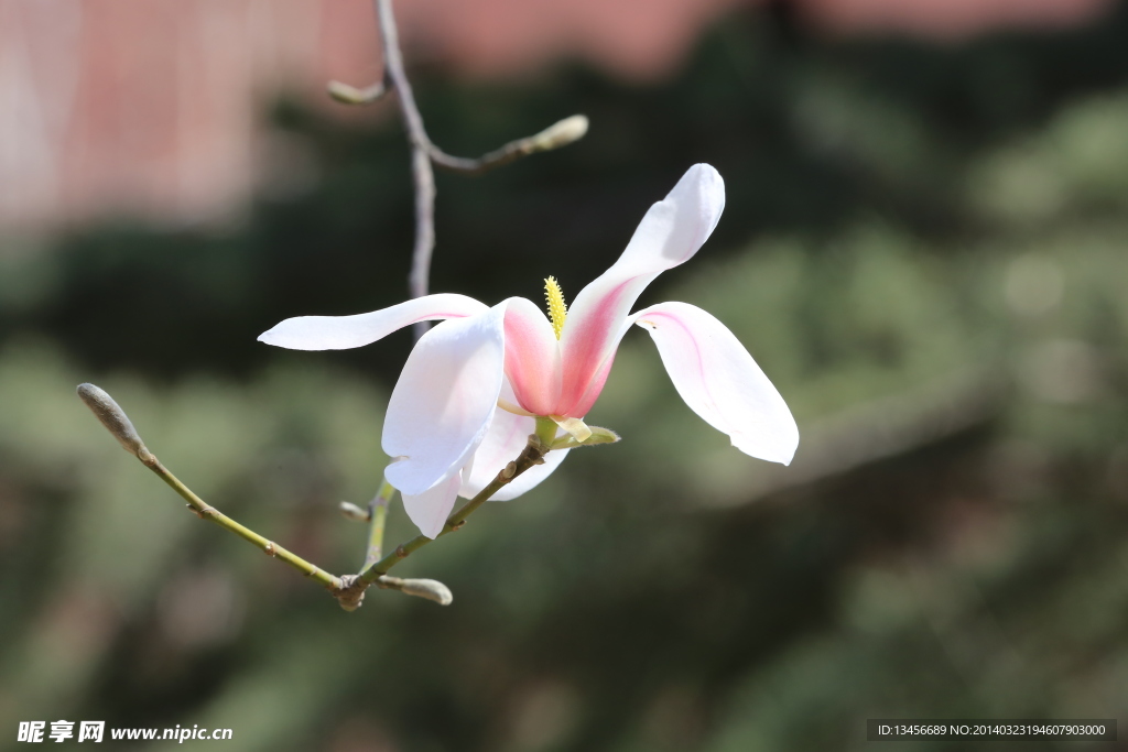 玉兰花