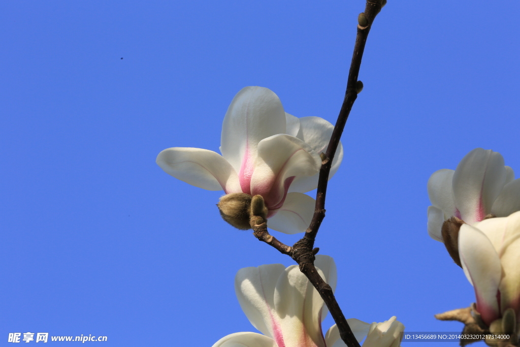 玉兰花