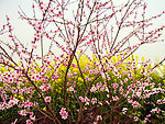 桃花菜花