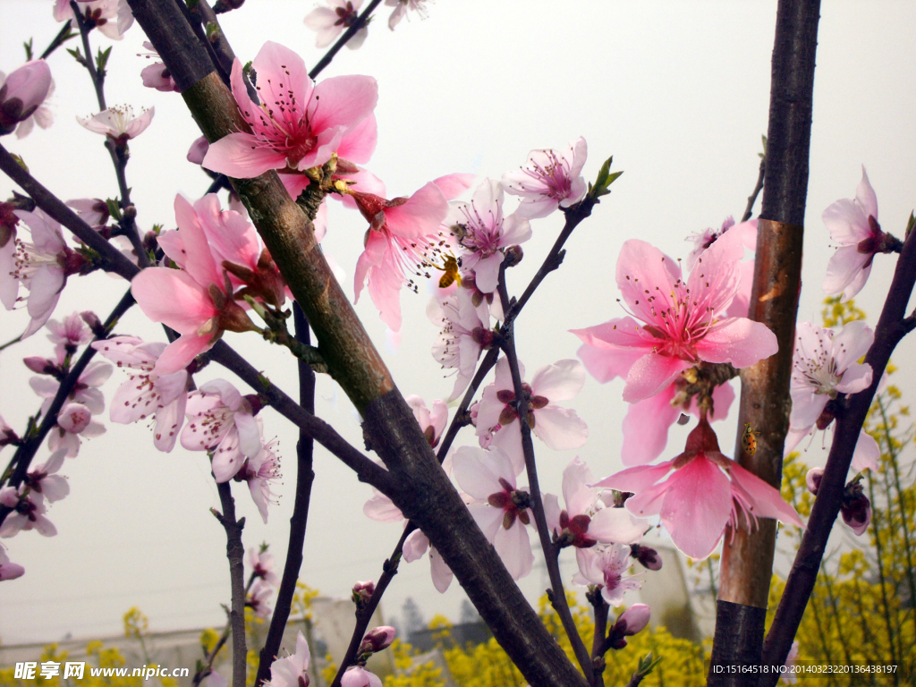 桃花