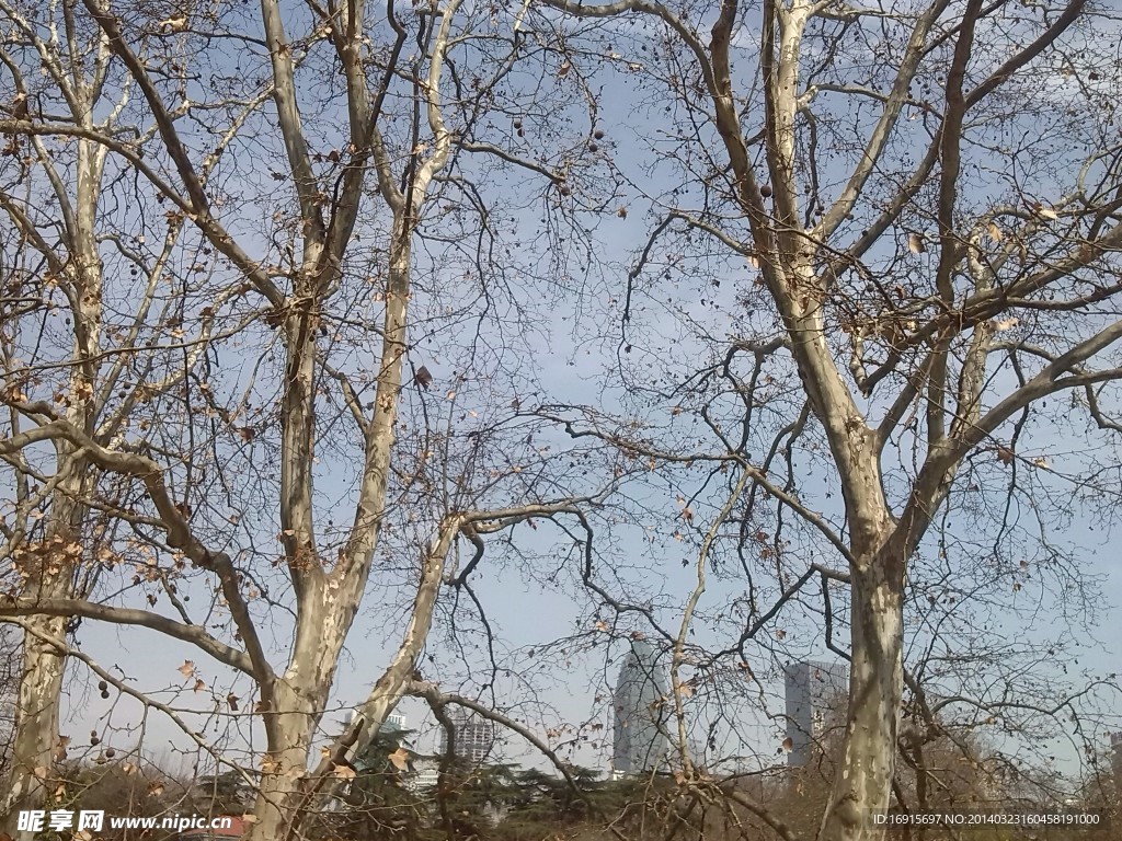 大树