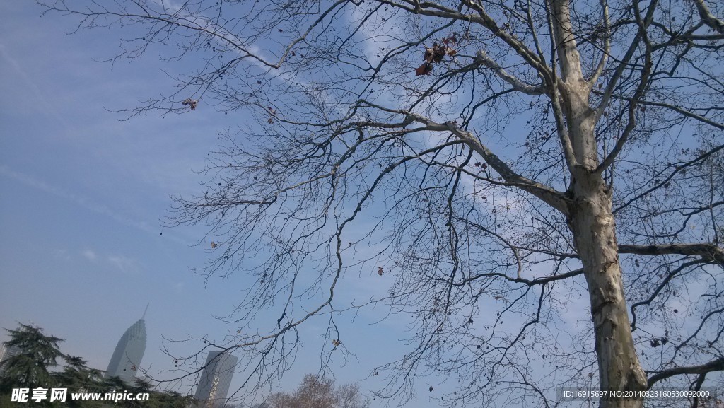 大树
