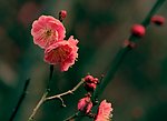 梅花
