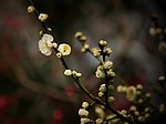 梅花