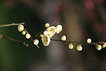 梅花