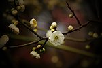 梅花