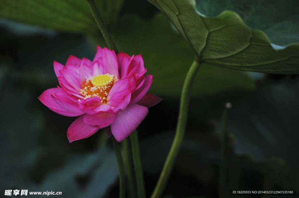 荷花