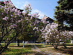 丁香花