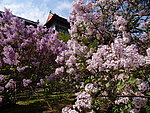 丁香花