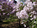 丁香花