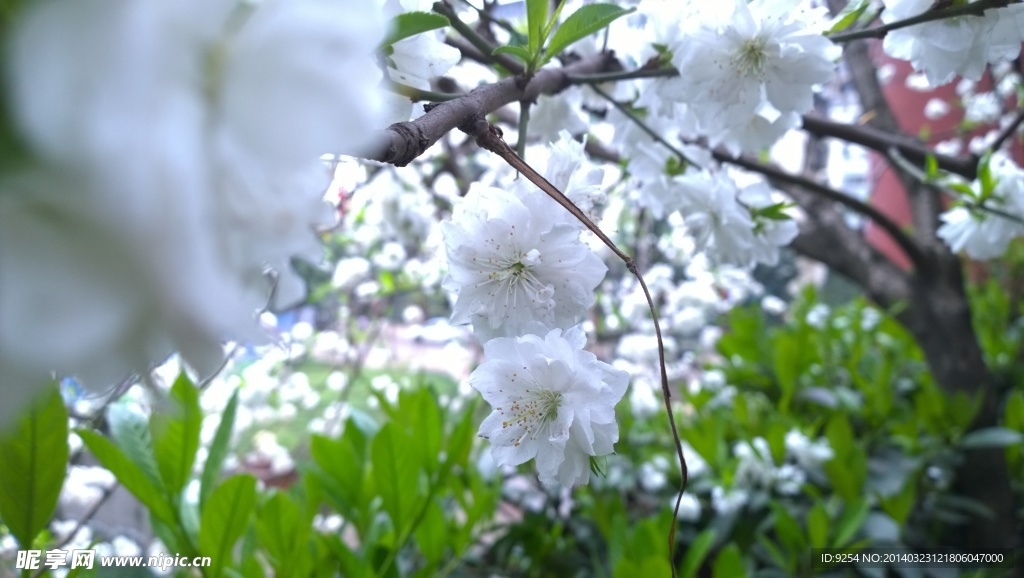 樱花成海