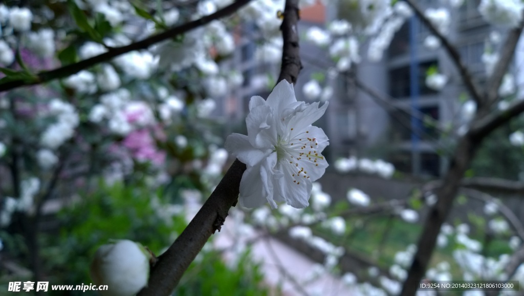 一朵樱花