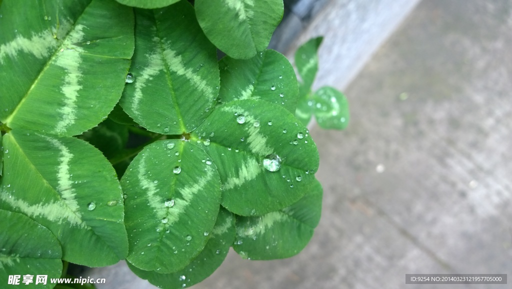 叶片上水珠