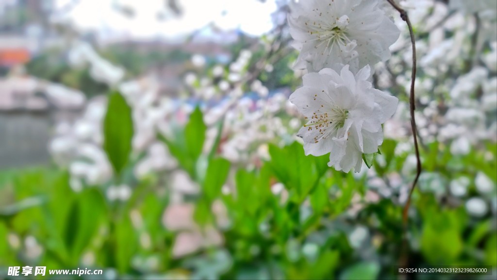 樱花